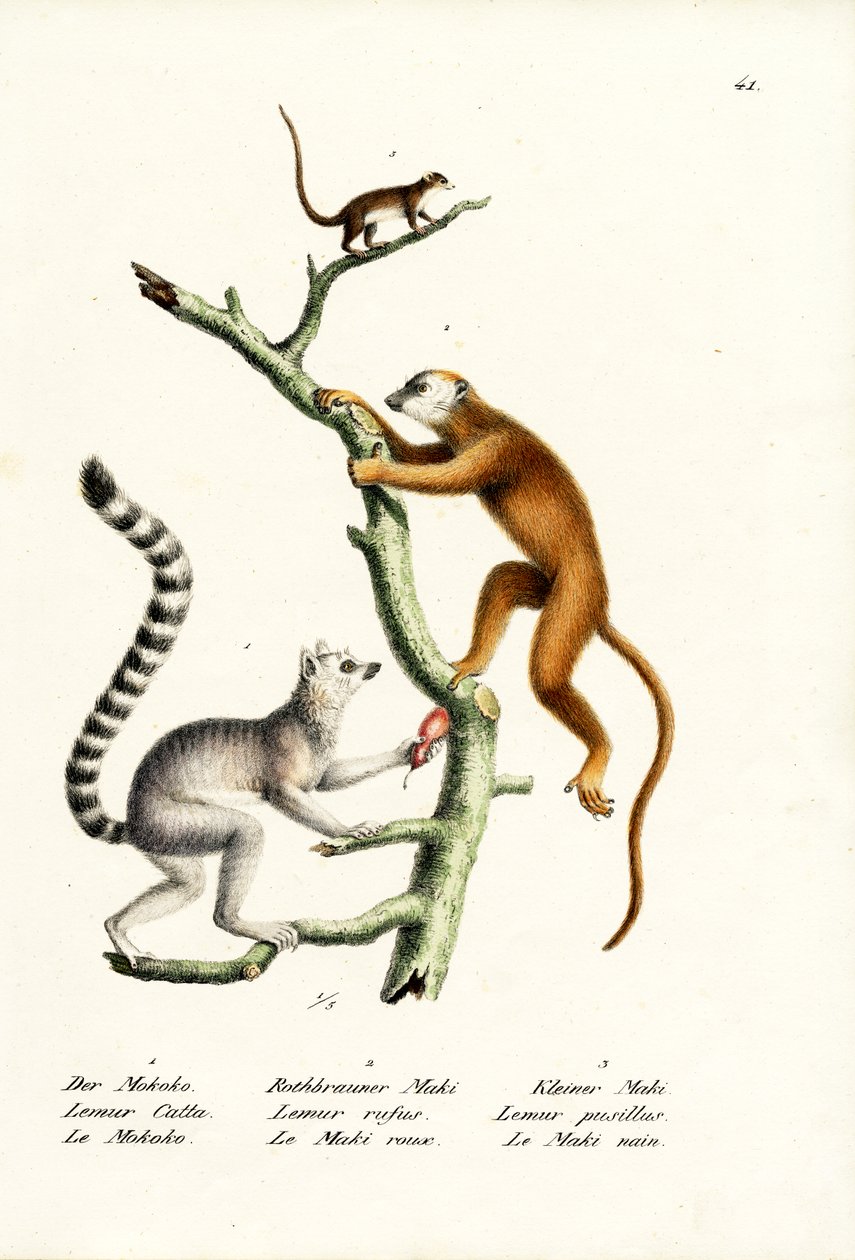 Lemur kata, 1824 od Karl Joseph Brodtmann