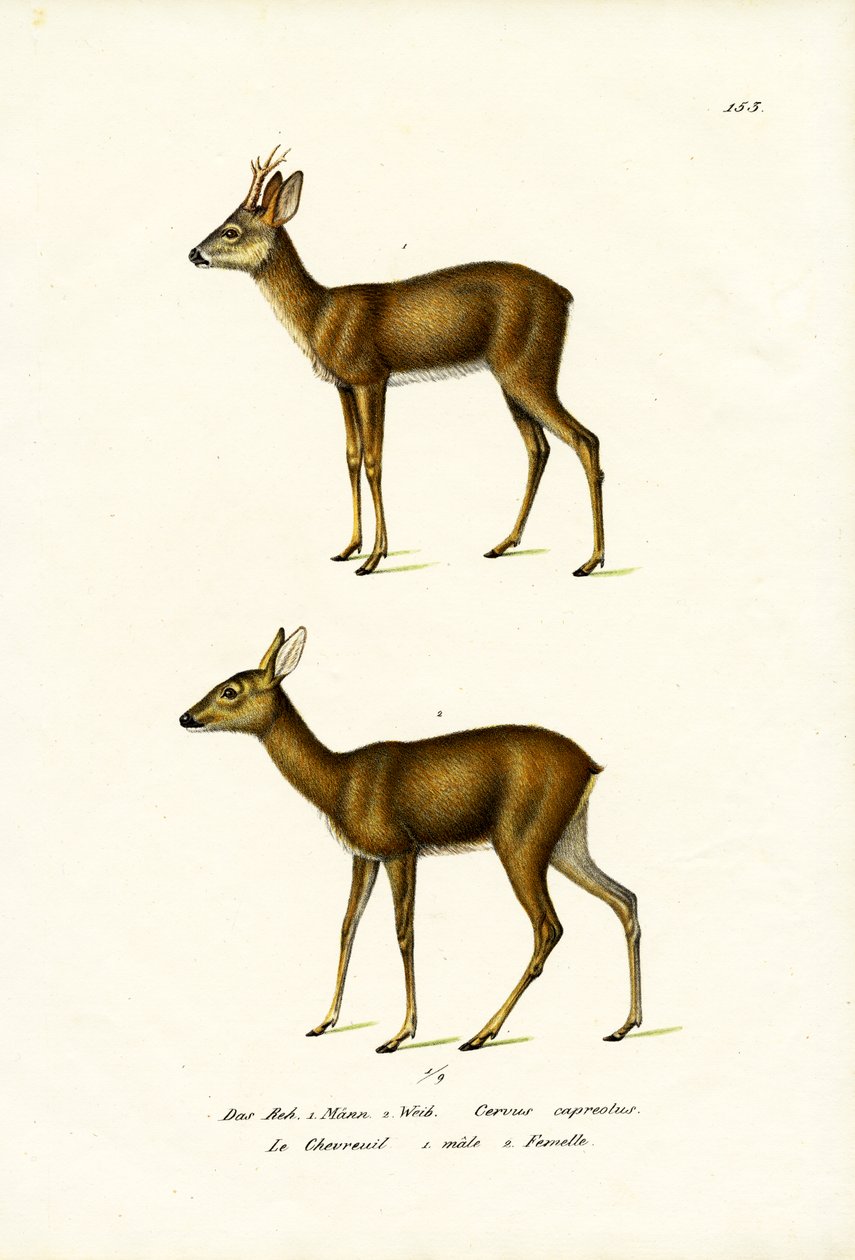 Srnec, 1824 od Karl Joseph Brodtmann