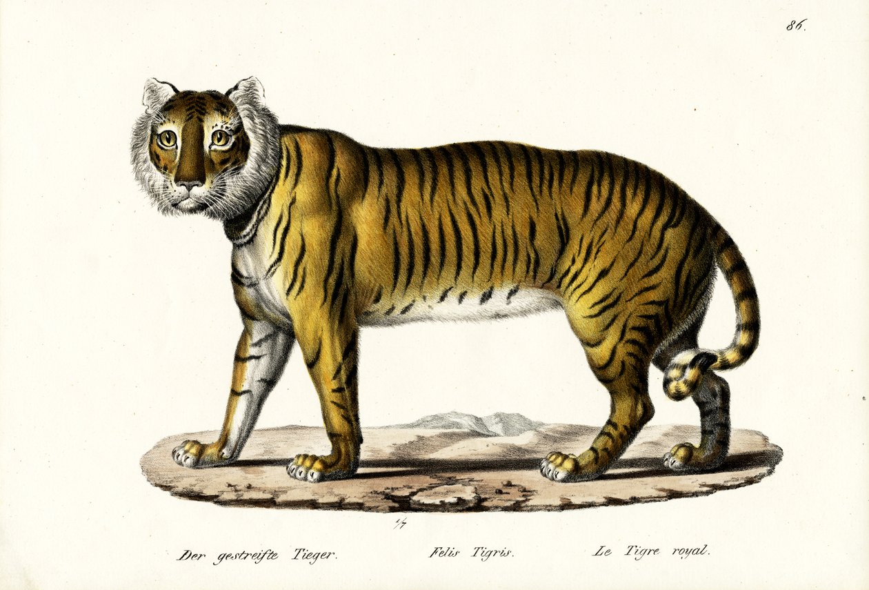 Královský tygr, 1824 od Karl Joseph Brodtmann