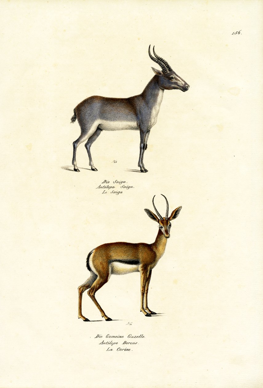 Saiga Antelope, 1824 od Karl Joseph Brodtmann