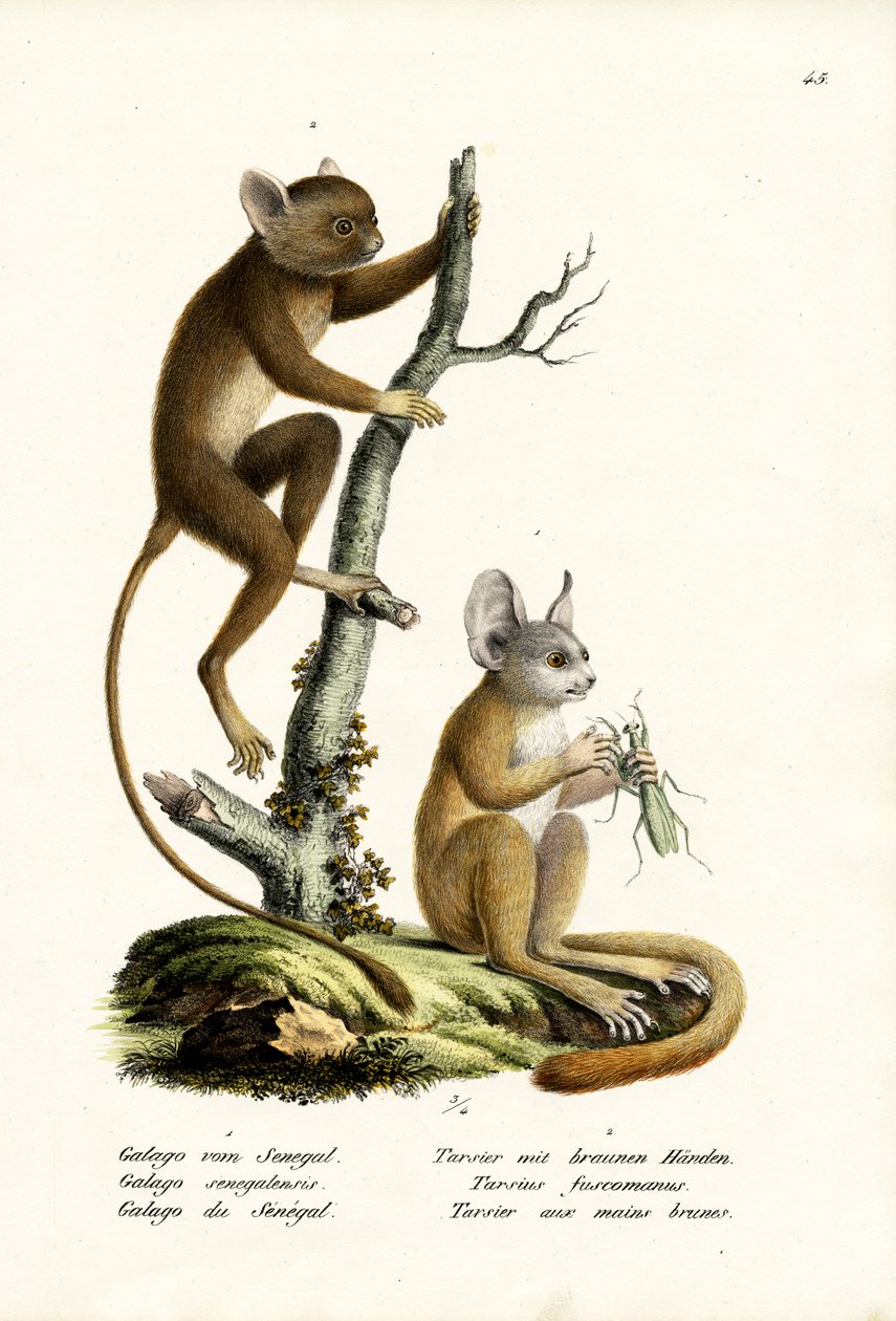 Senegal Bushbaby, 1824 od Karl Joseph Brodtmann