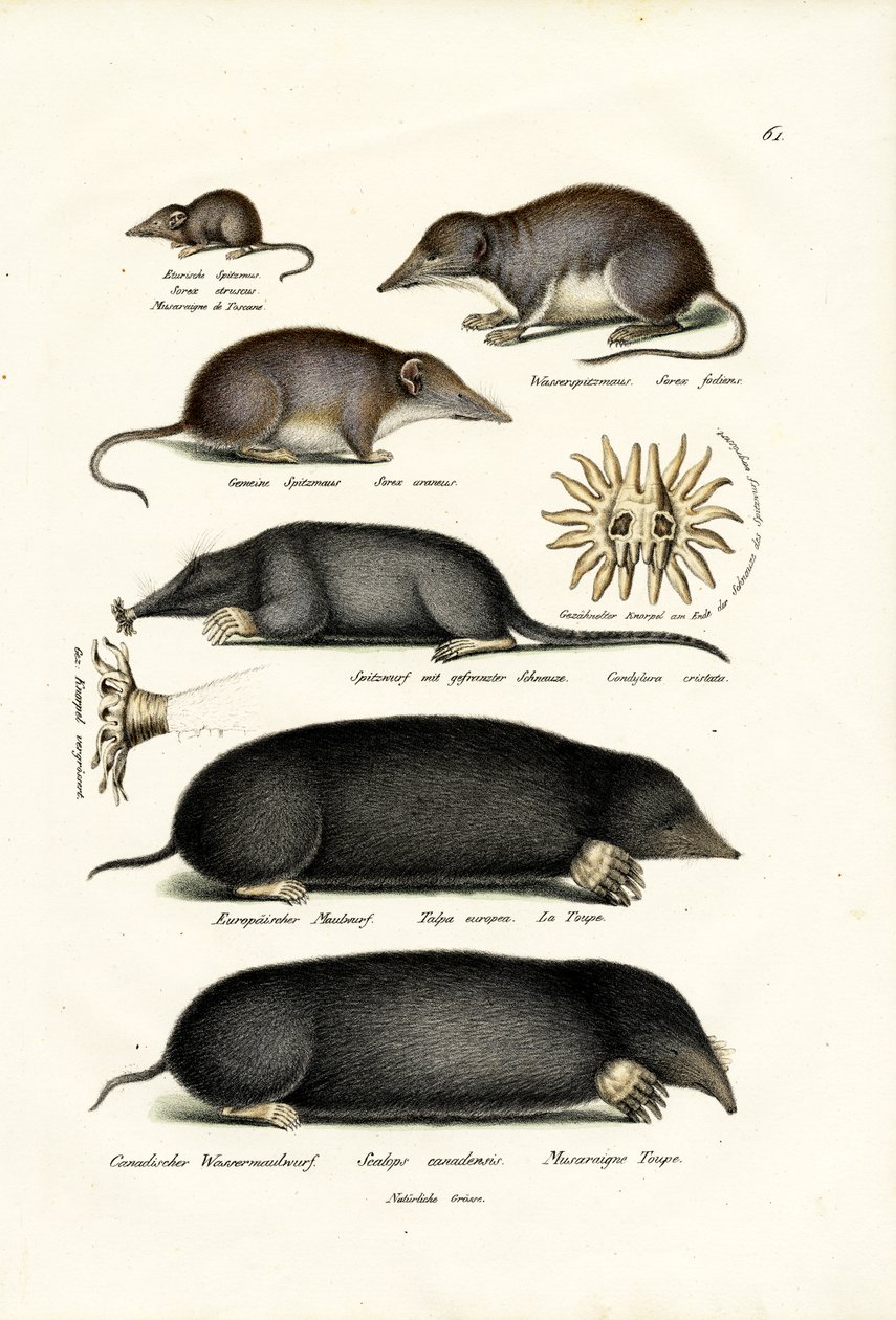 Shrews, 1824 od Karl Joseph Brodtmann