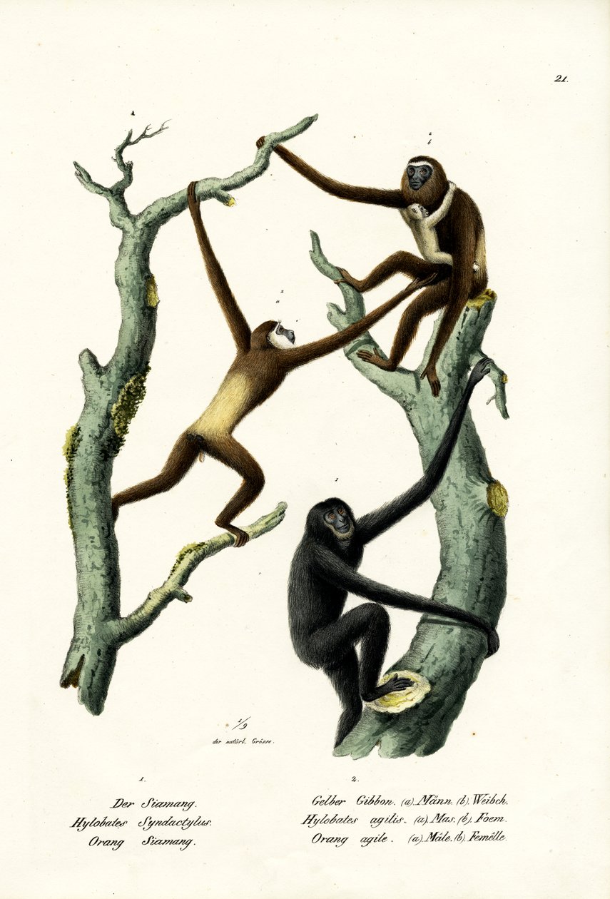 Siamang, 1824 od Karl Joseph Brodtmann