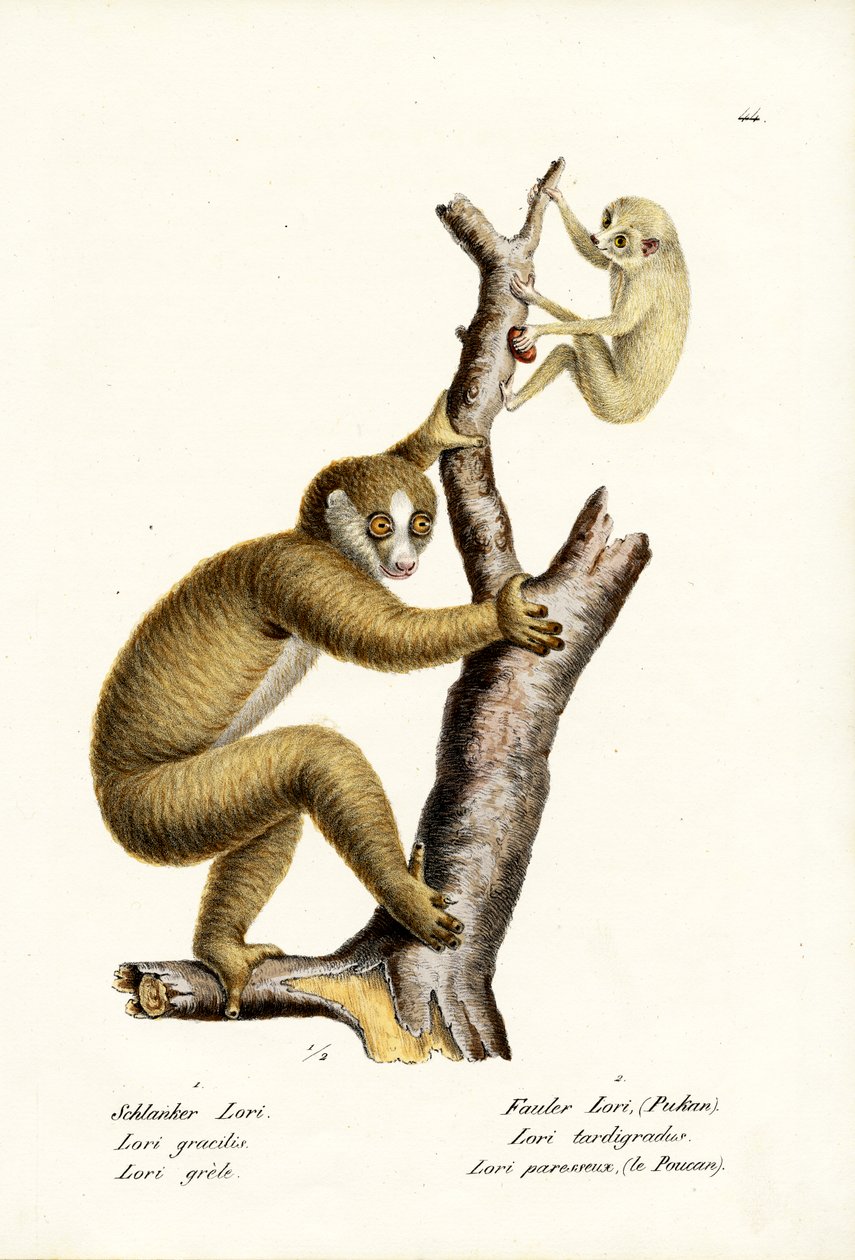 Štíhlý Loris, 1824 od Karl Joseph Brodtmann