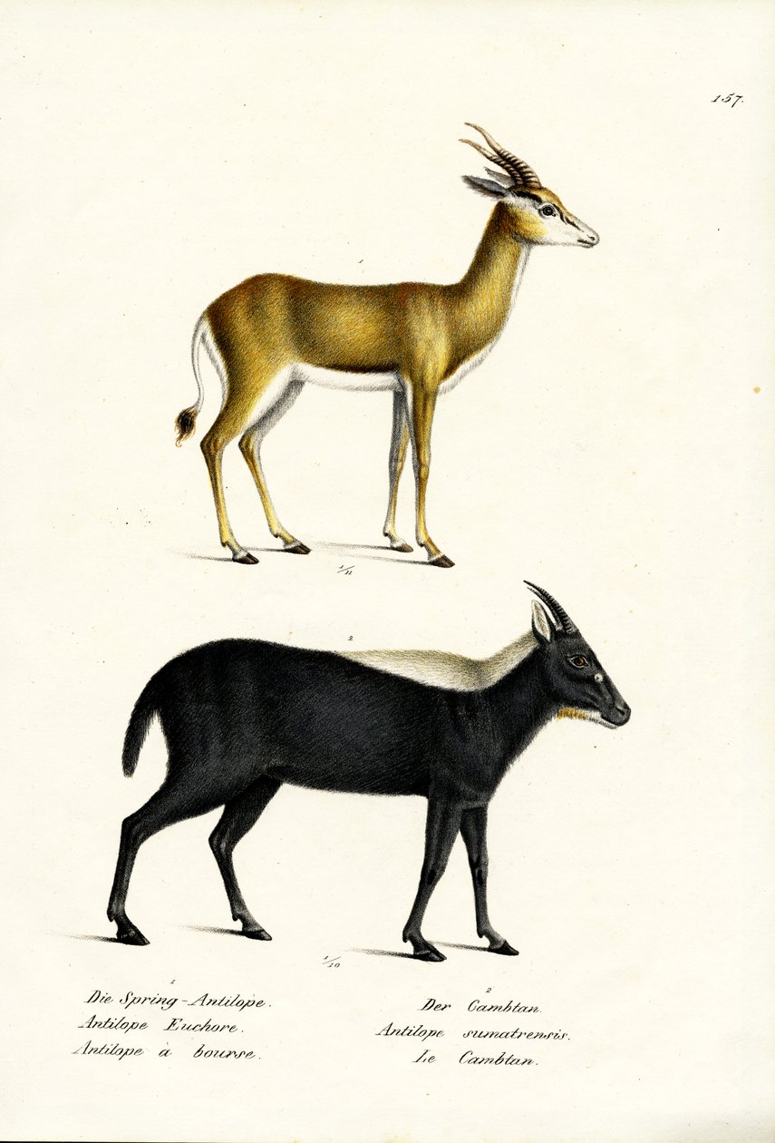 Springbuck, 1824 od Karl Joseph Brodtmann