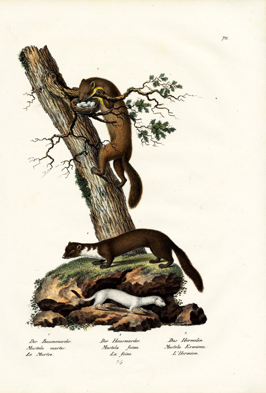 Sweet Marten, 1824 od Karl Joseph Brodtmann