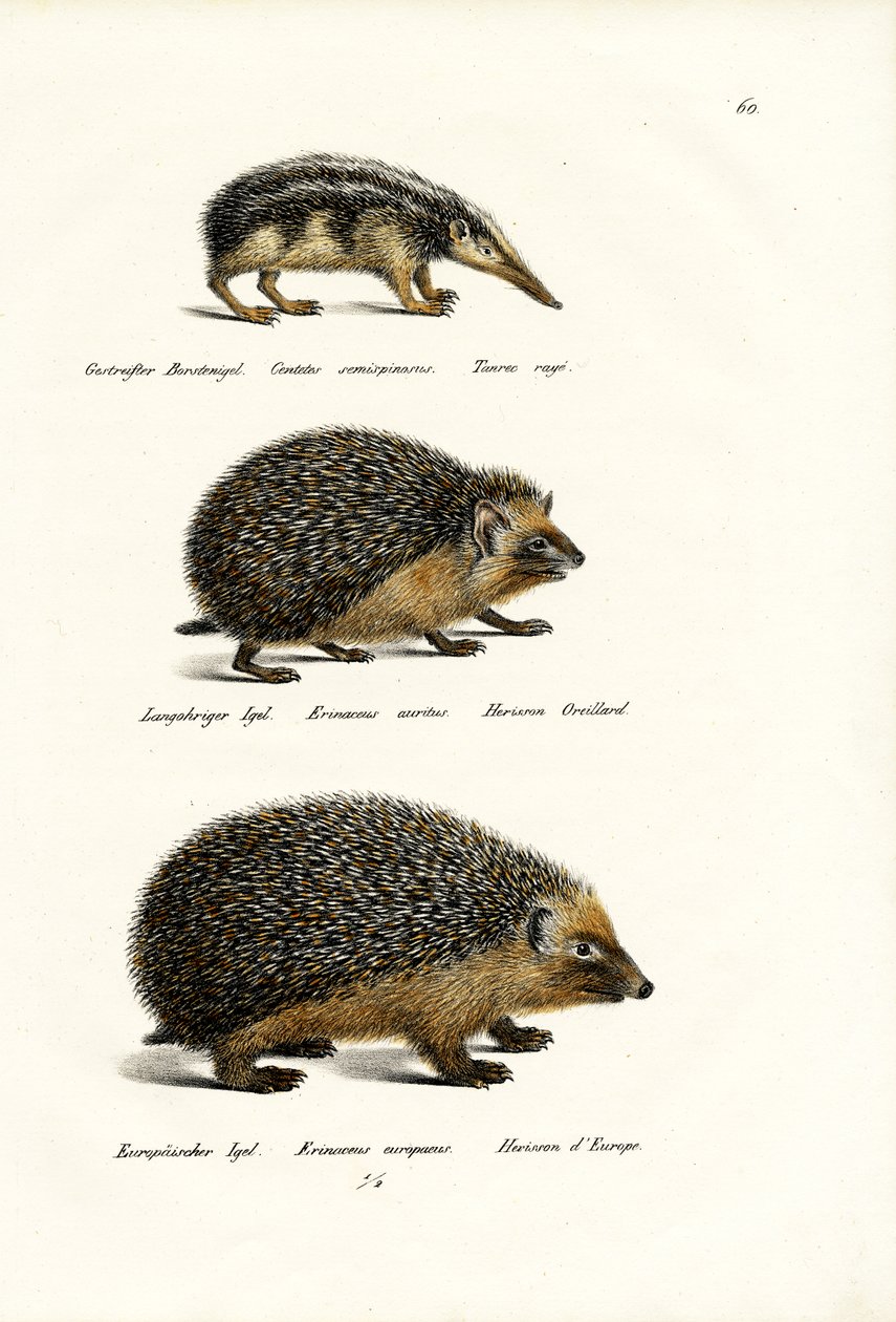 Bezocasý Tenrec, 1824 od Karl Joseph Brodtmann