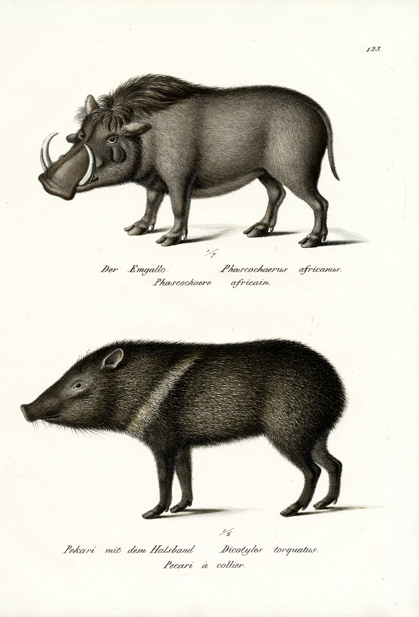 Prase bradavičnaté, 1824 od Karl Joseph Brodtmann