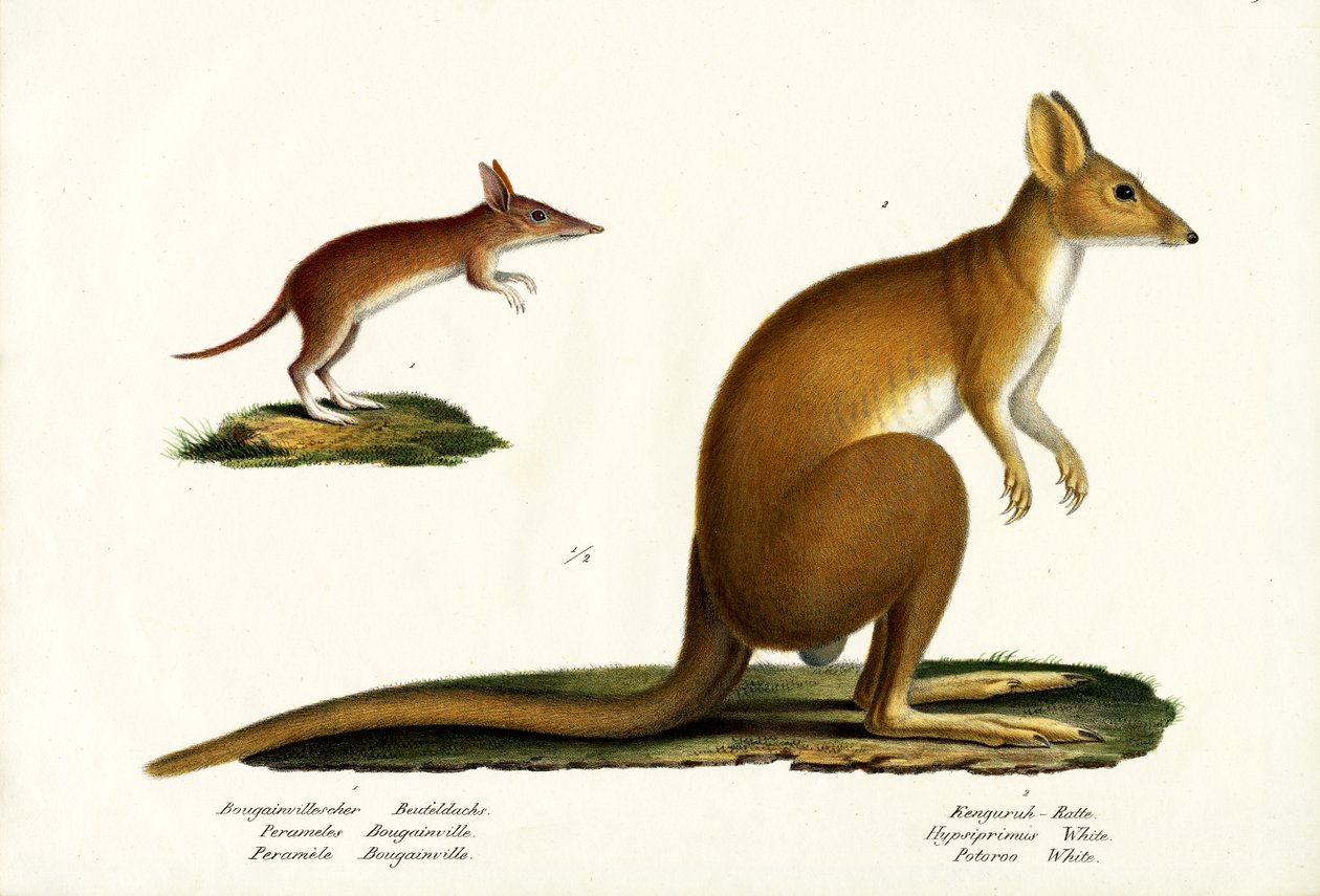 Western Barred Bandicoot, 1824 od Karl Joseph Brodtmann