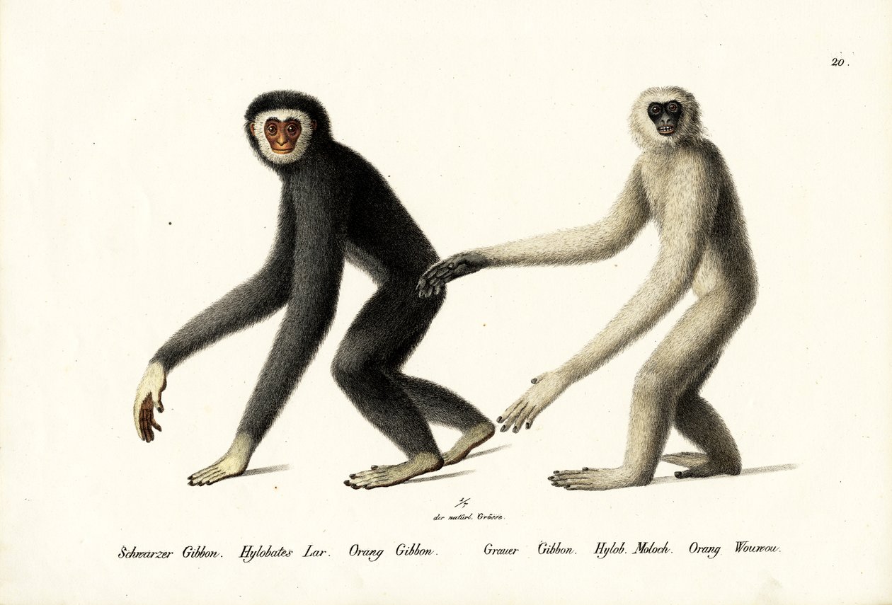 Gibbon s bílou rukou, 1824 od Karl Joseph Brodtmann
