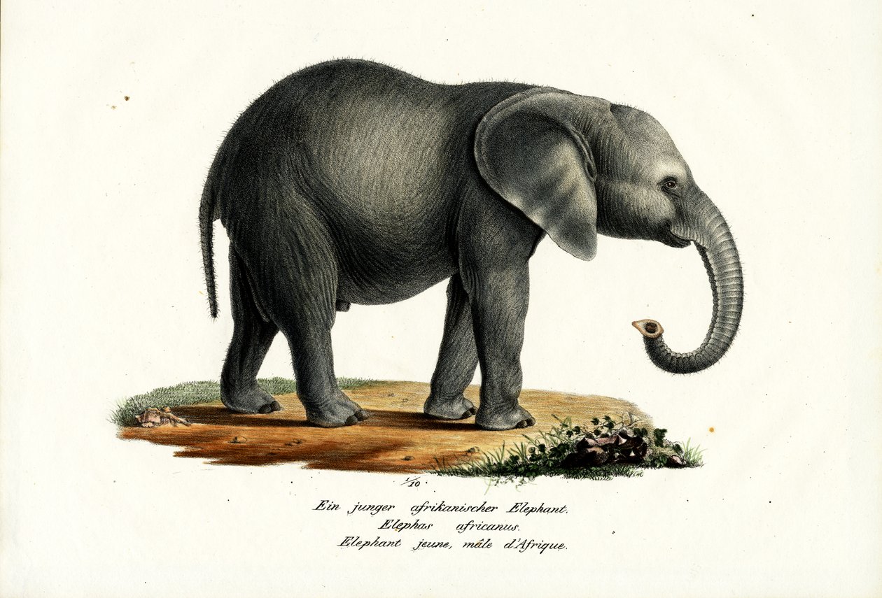 Mladý slon africký, 1824 od Karl Joseph Brodtmann