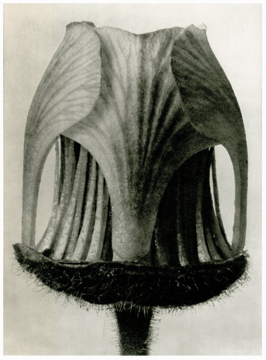 Geum Rivale. 1929 (fotoryt) od Karl Blossfeldt