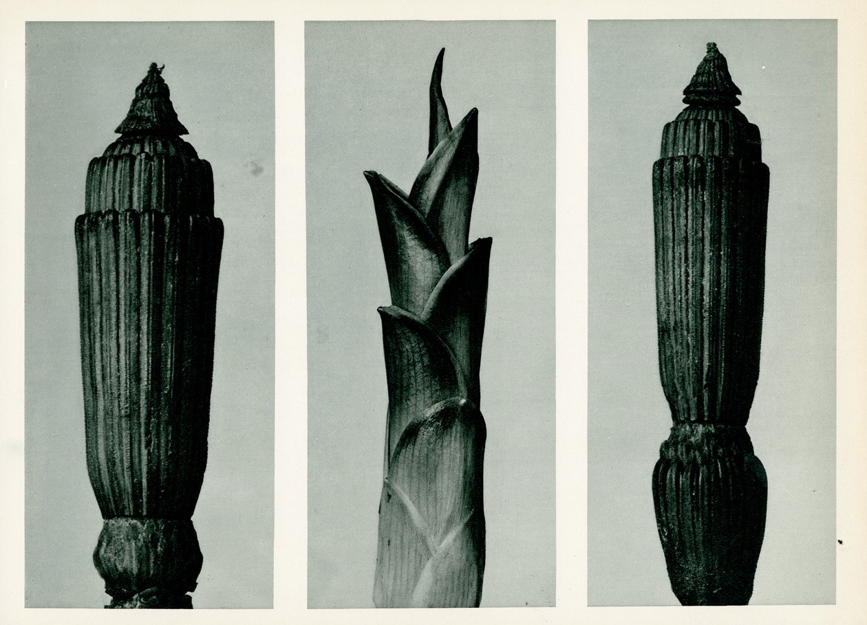 Přeslička rolní, 1929 (fotorytina) od Karl Blossfeldt