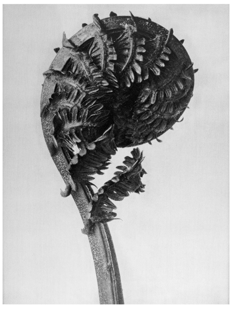 Originální formy umění od Karl Blossfeldt