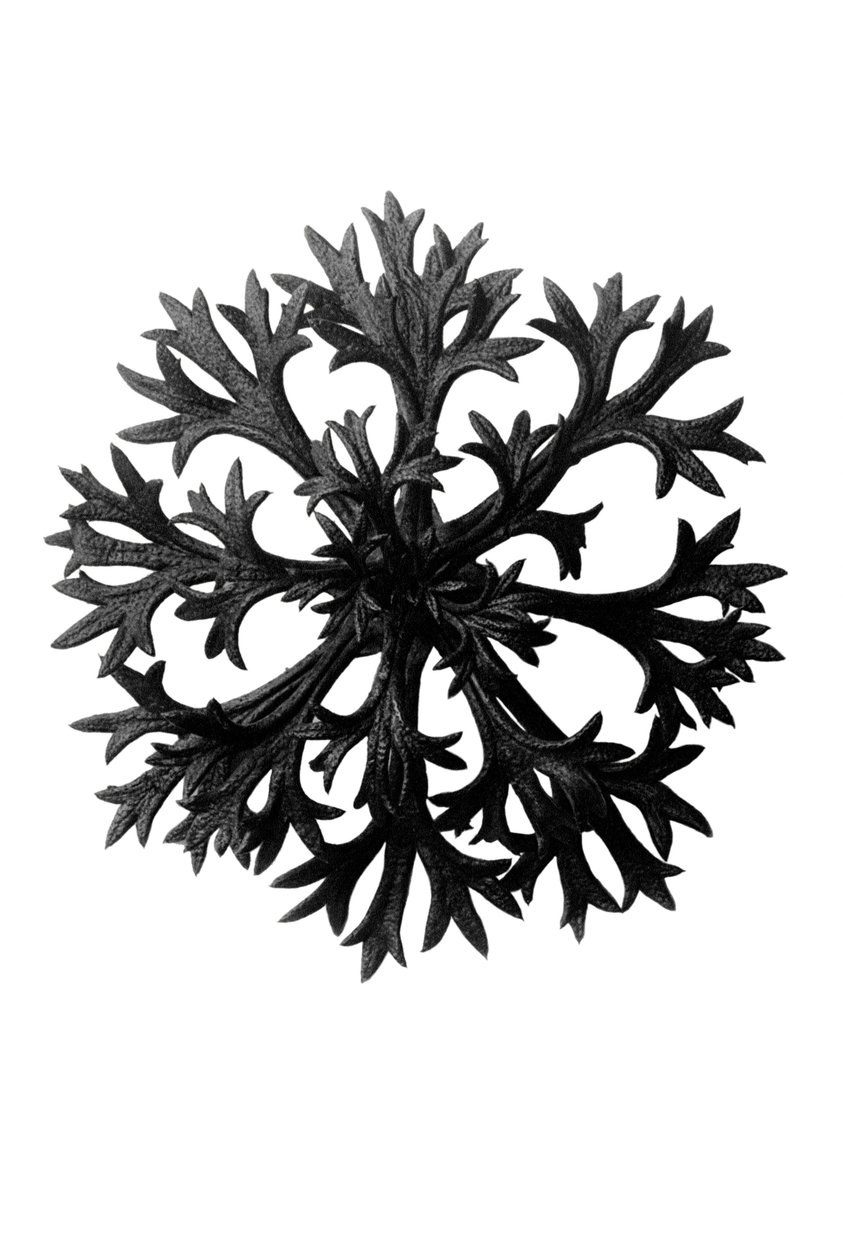Originální formy umění od Karl Blossfeldt