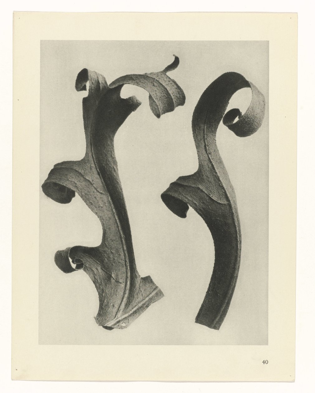 Rostlinné studie Archetypy umění: fotografické obrazy rostlin (název série) od Karl Blossfeldt