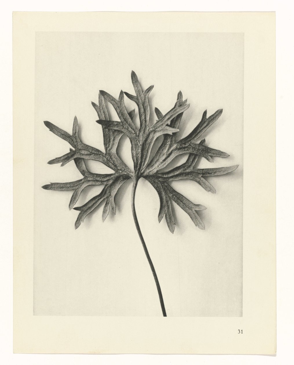 Rostlinné studie Archetypy umění: fotografické obrazy rostlin (název série) od Karl Blossfeldt