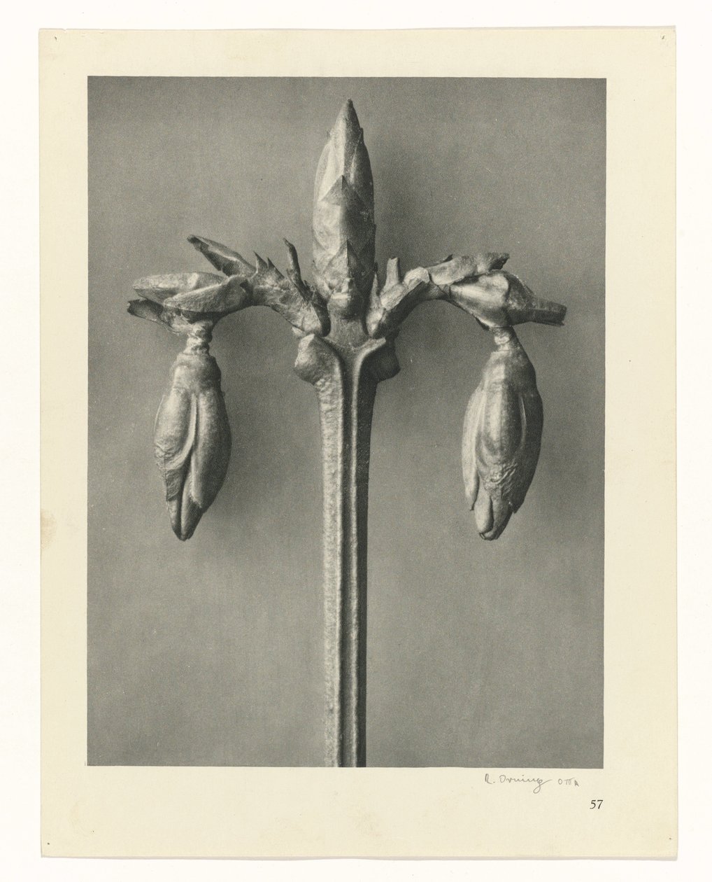 Rostlinné studie Archetypy umění: fotografické obrazy rostlin (název série) od Karl Blossfeldt