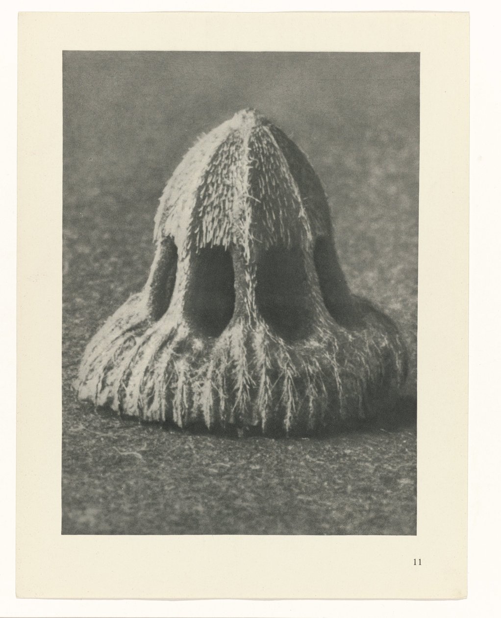 Rostlinné studie Archetypy umění: fotografické obrazy rostlin (název série) od Karl Blossfeldt