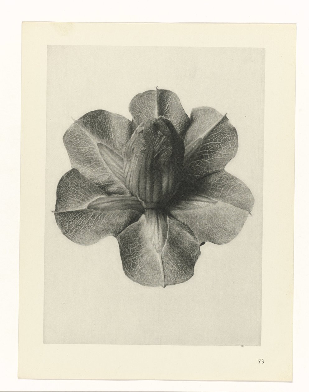 Rostlinné studie Archetypy umění: fotografické obrazy rostlin (název série) od Karl Blossfeldt