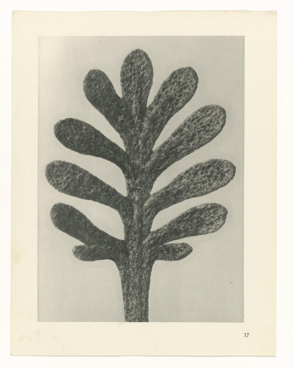 Rostlinné studie Archetypy umění: fotografické obrazy rostlin (název série) od Karl Blossfeldt
