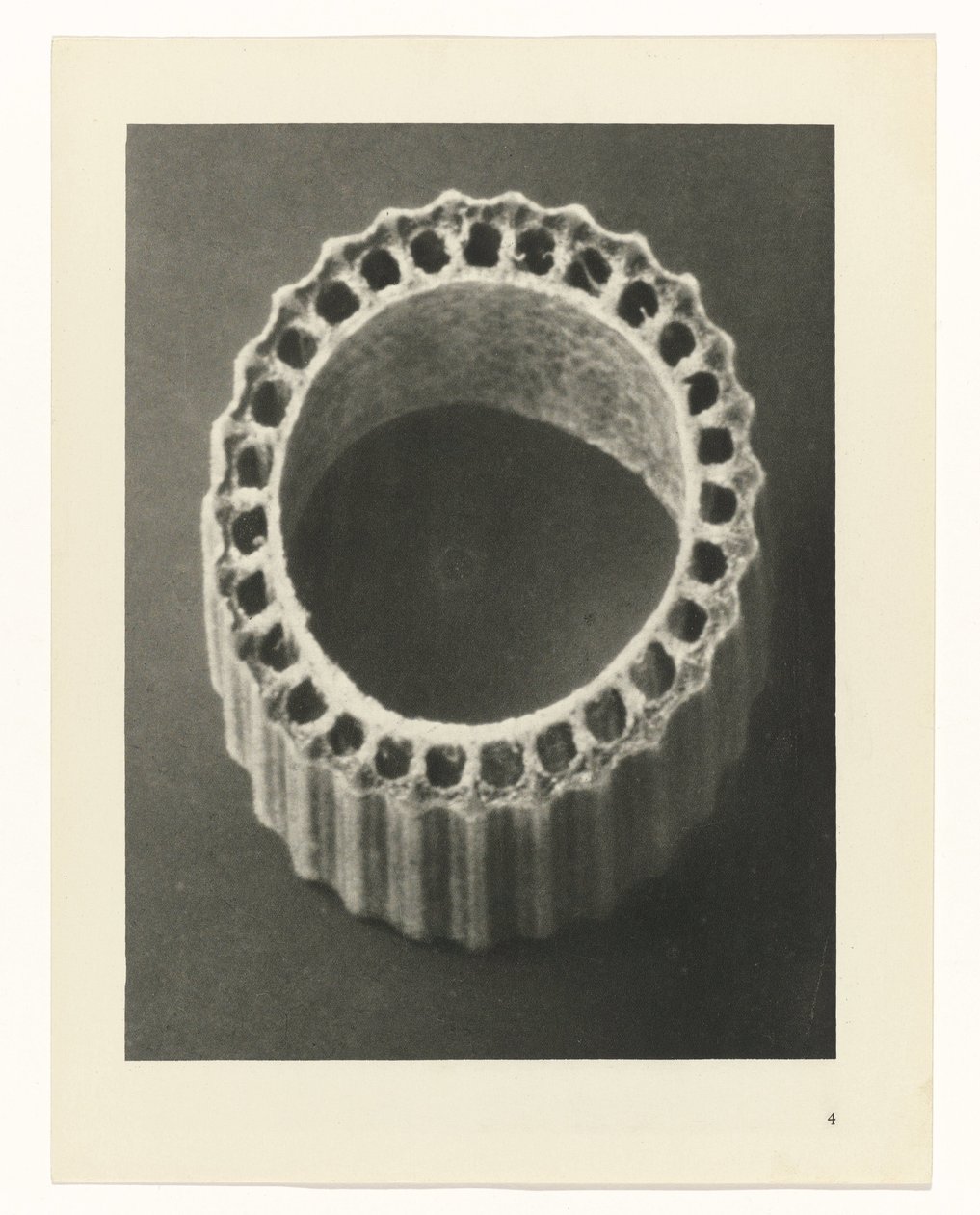 Rostlinné studie Archetypy umění: fotografické obrazy rostlin (název série) od Karl Blossfeldt