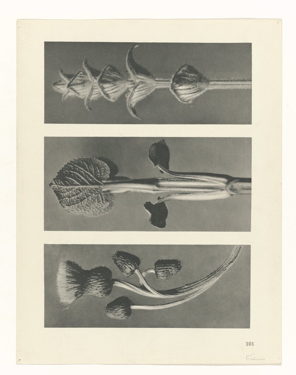 plánovat studii Archetypy umění (název série) od Karl Blossfeldt