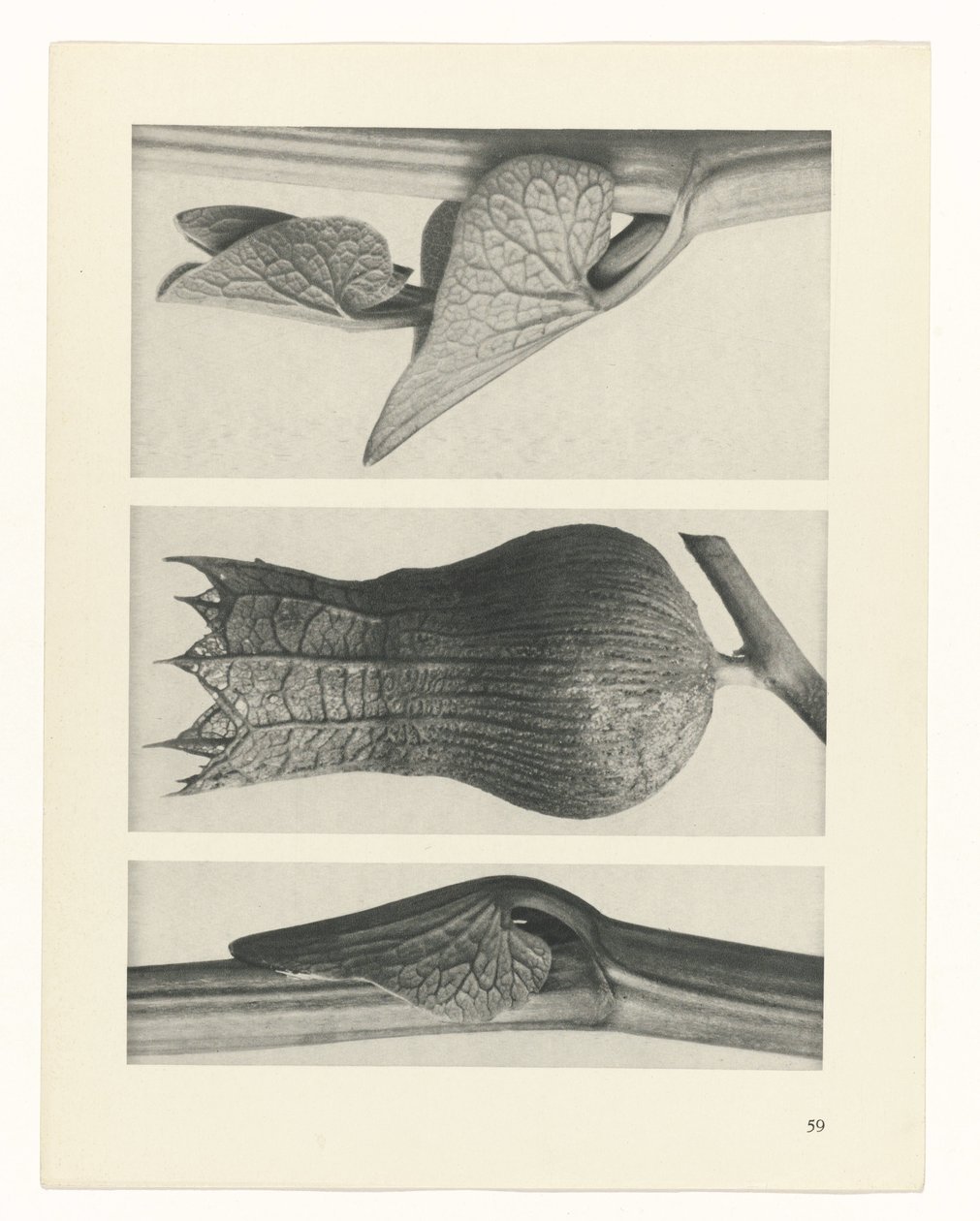 plánovat studii Archetypy umění (název série) od Karl Blossfeldt