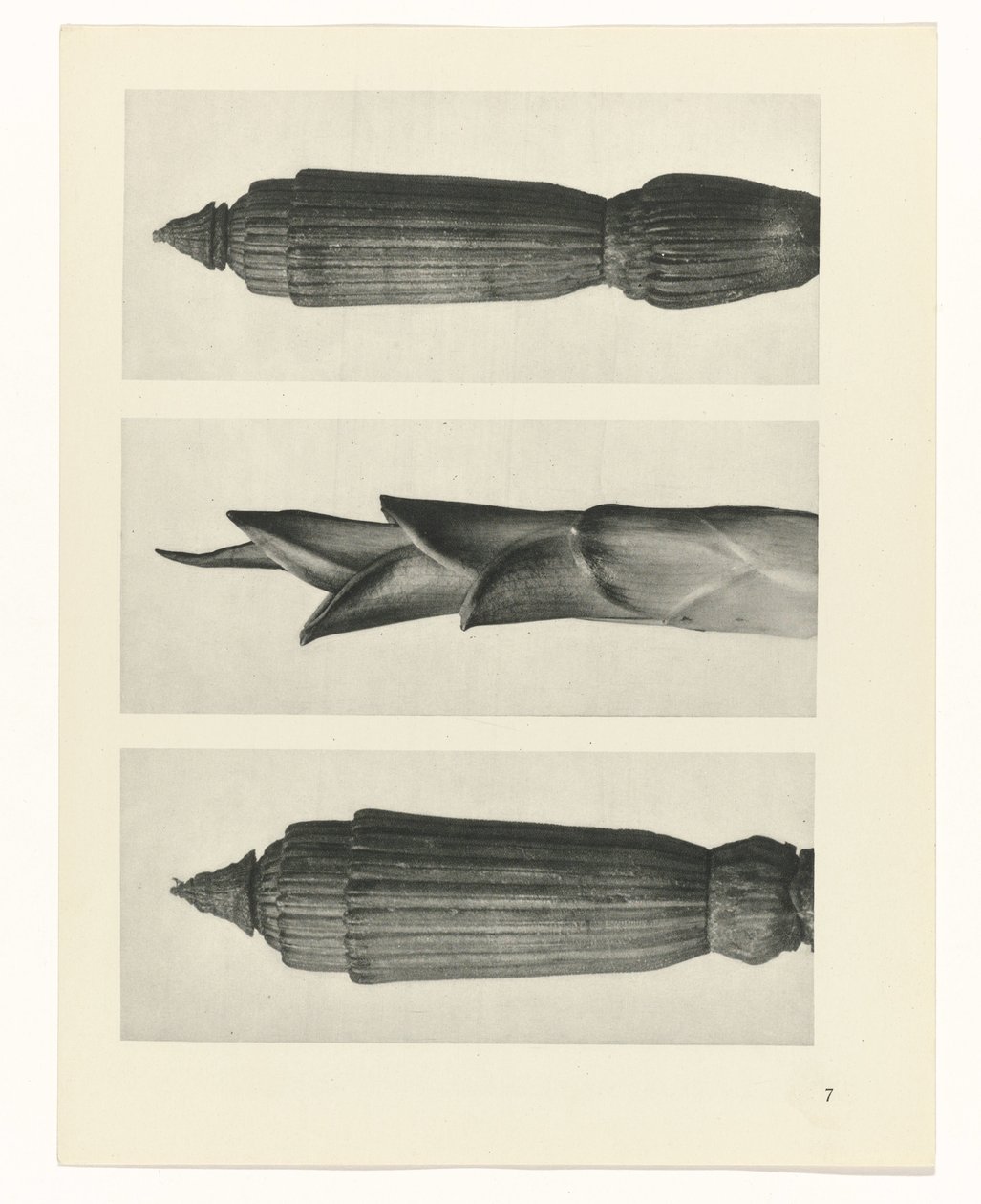 plánovat studii Archetypy umění (název série) od Karl Blossfeldt