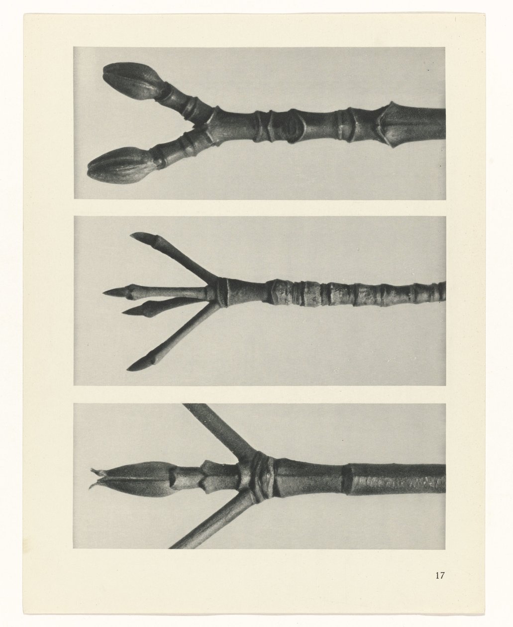 plánovat studii Archetypy umění (název série) od Karl Blossfeldt