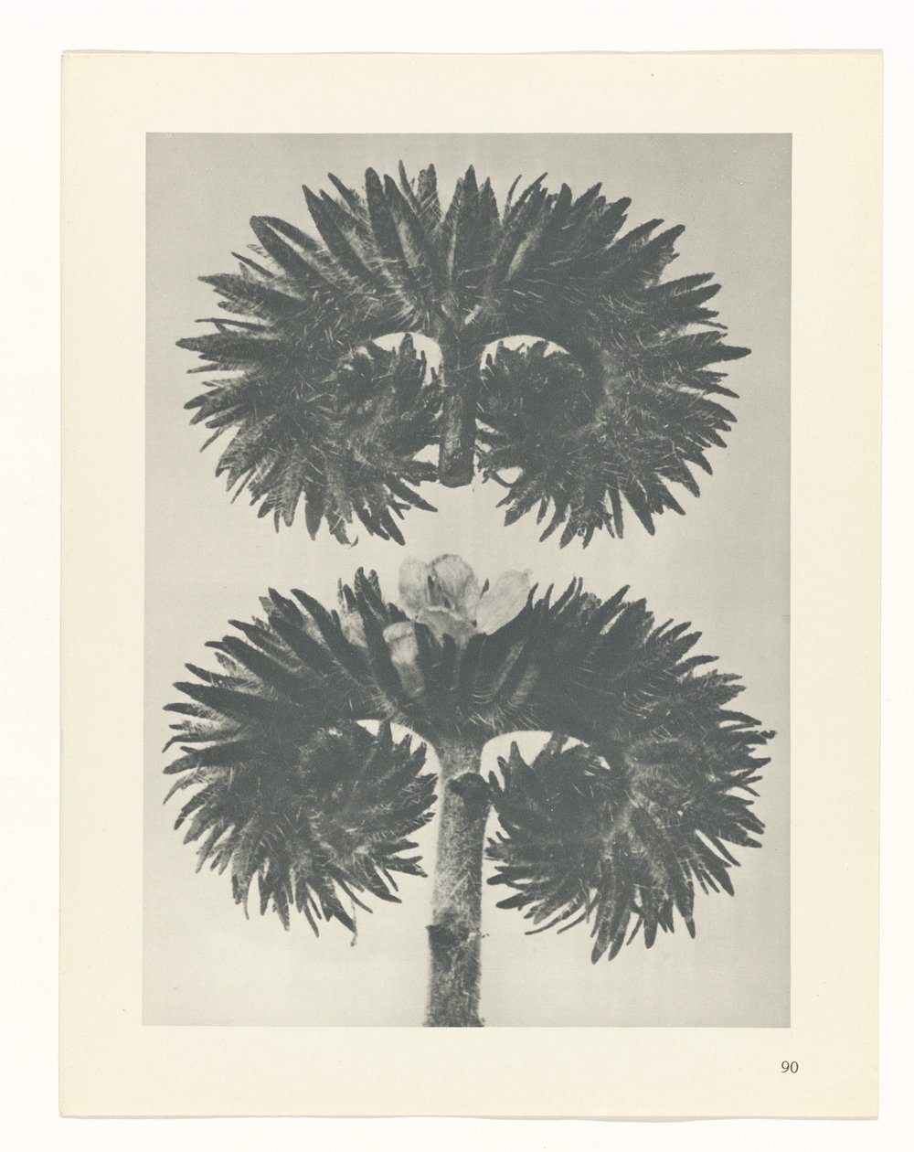 plánovat studii Archetypy umění (název série) od Karl Blossfeldt