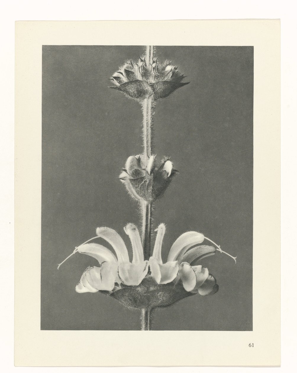 plánovat studii Archetypy umění (název série) od Karl Blossfeldt