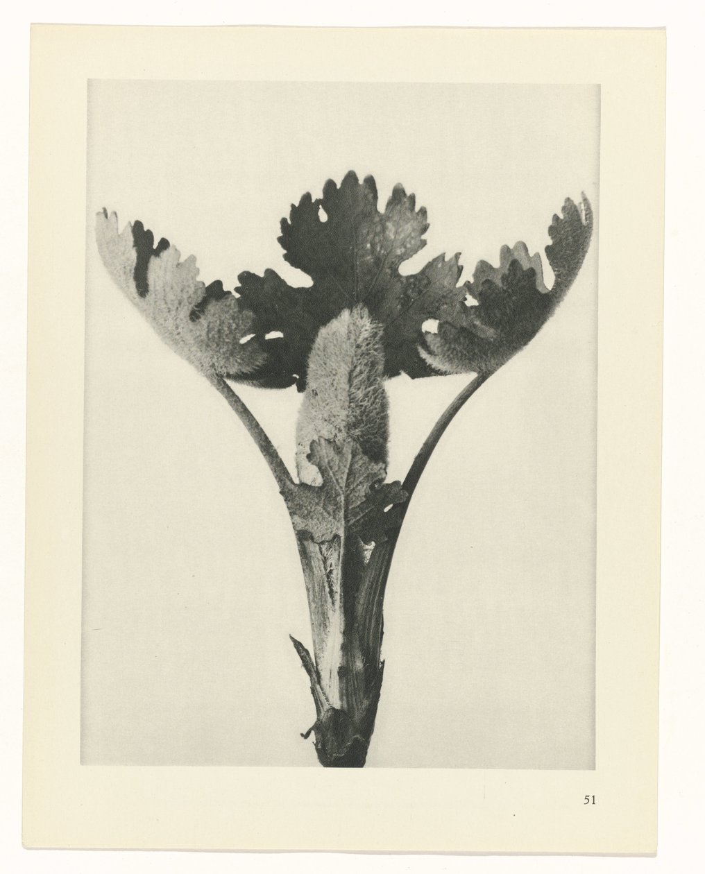 plánovat studii Archetypy umění (název série) od Karl Blossfeldt