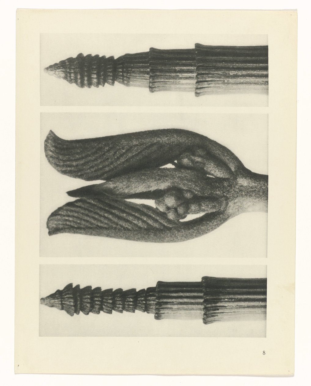 plánovat studii Archetypy umění (název série) od Karl Blossfeldt