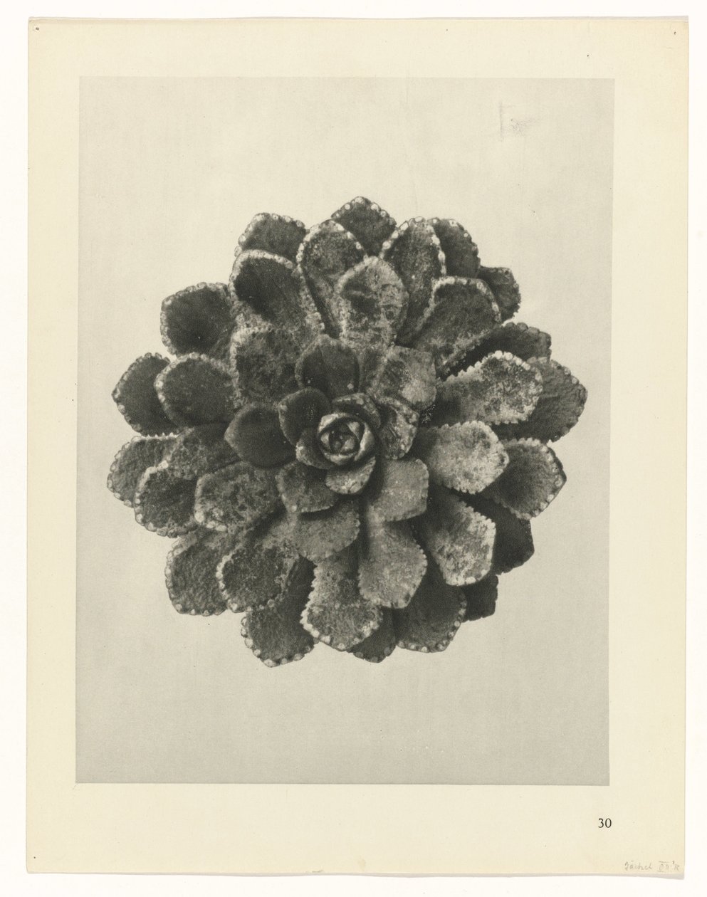 plánovat studii Archetypy umění (název série) od Karl Blossfeldt