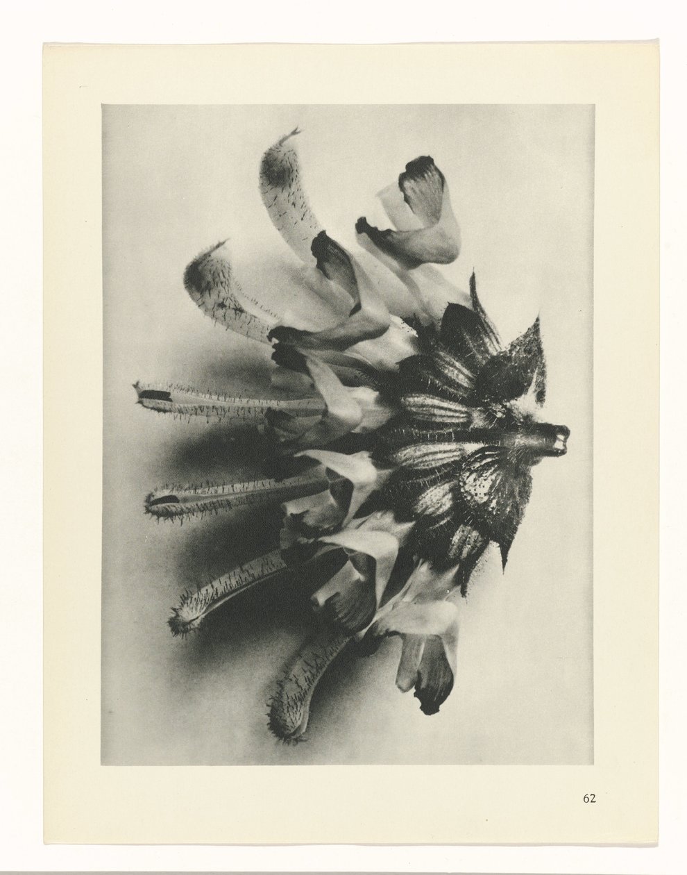 plánovat studii Archetypy umění (název série) od Karl Blossfeldt