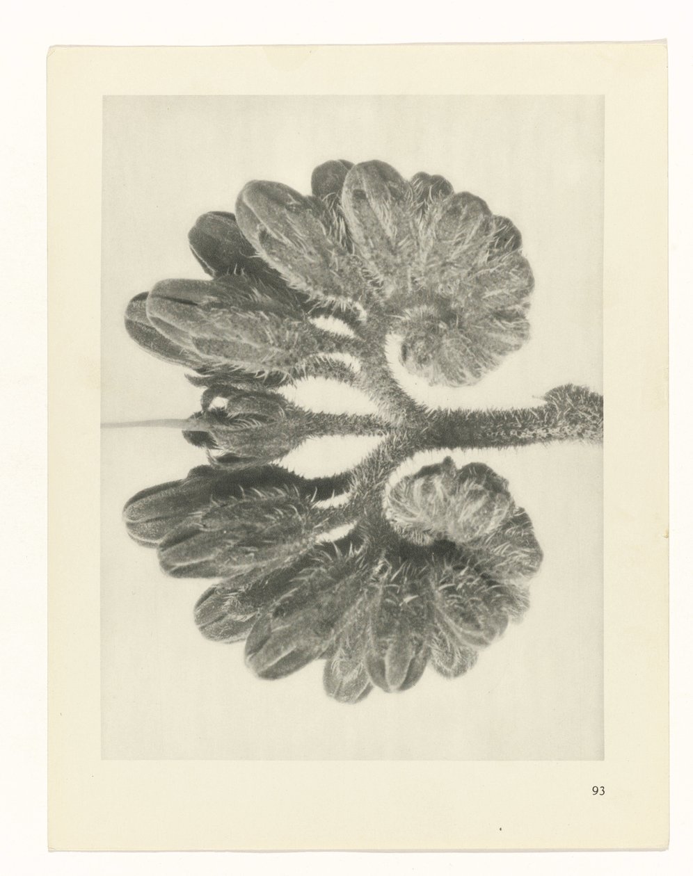 plánovat studii Archetypy umění (název série) od Karl Blossfeldt
