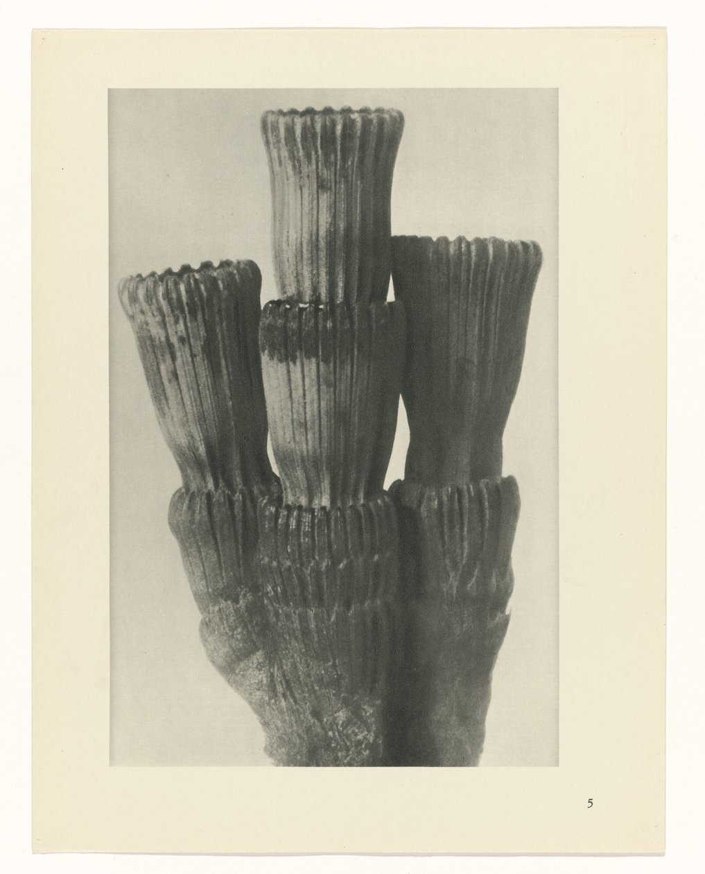 plánovat studii Archetypy umění (název série) od Karl Blossfeldt