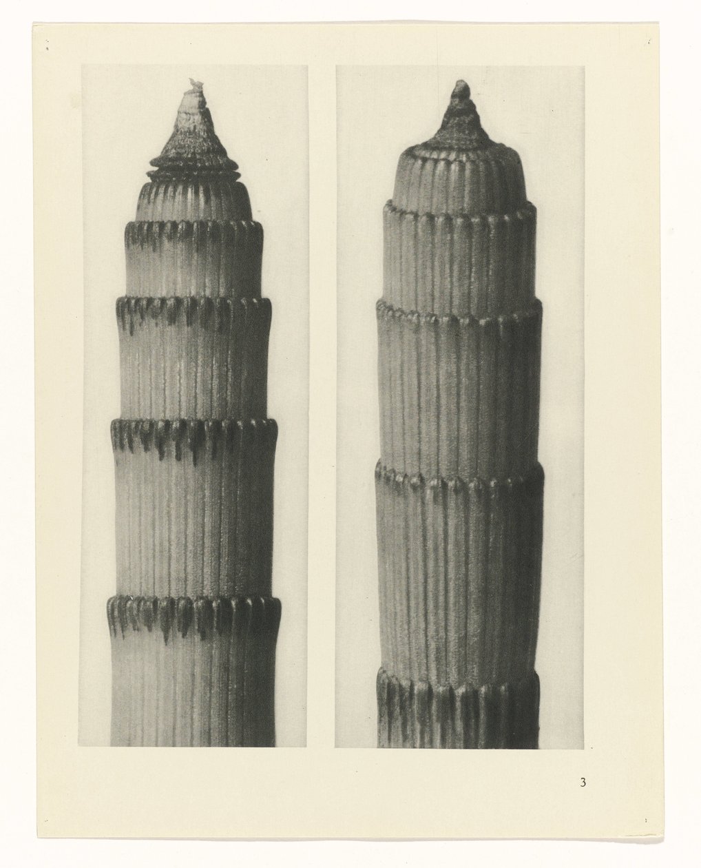 plánovat studii Archetypy umění (název série) od Karl Blossfeldt