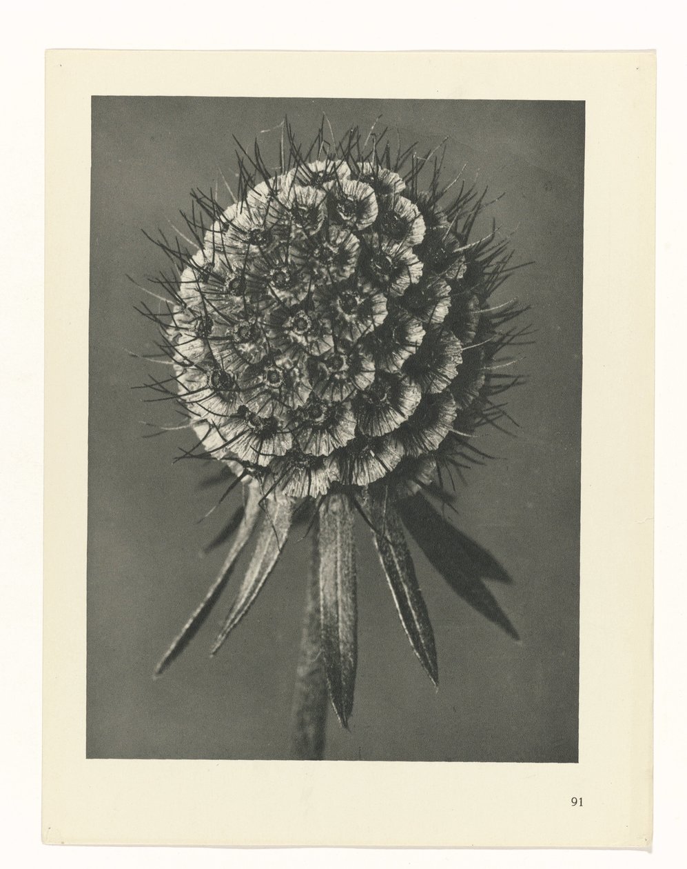 plánovat studii Archetypy umění (název série) od Karl Blossfeldt
