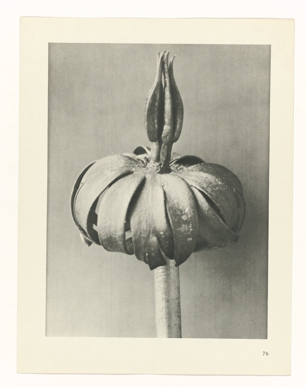 plánovat studii Archetypy umění (název série) od Karl Blossfeldt