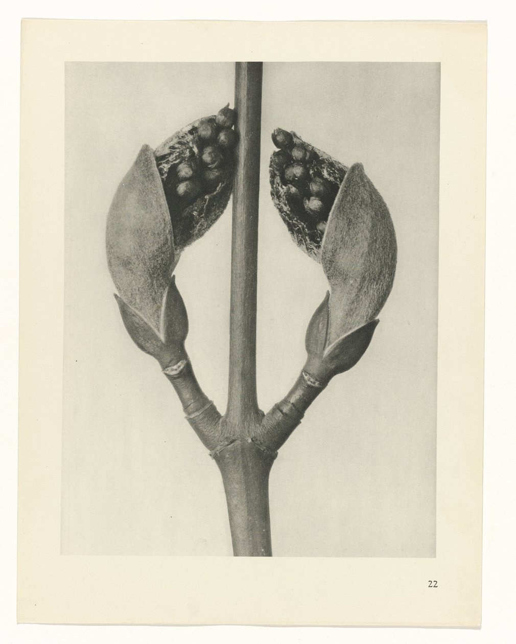 plánovat studii Archetypy umění (název série) od Karl Blossfeldt