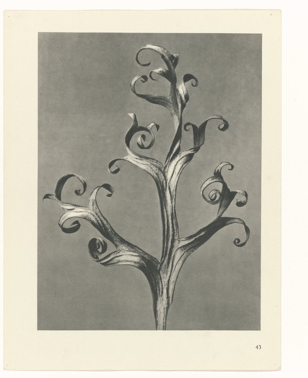 plánovat studii Archetypy umění (název série) od Karl Blossfeldt