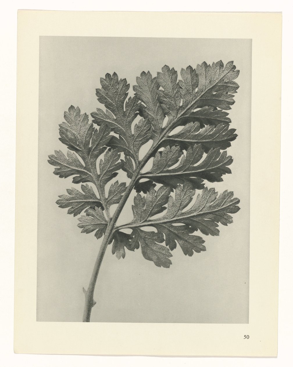 plánovat studii Archetypy umění (název série) od Karl Blossfeldt