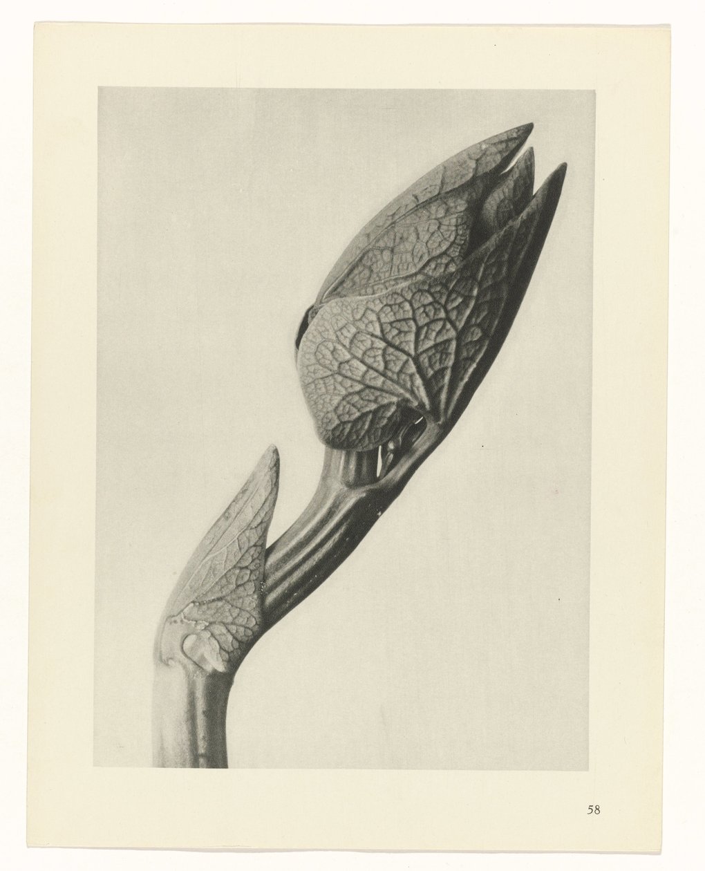 plánovat studii Archetypy umění (název série) od Karl Blossfeldt