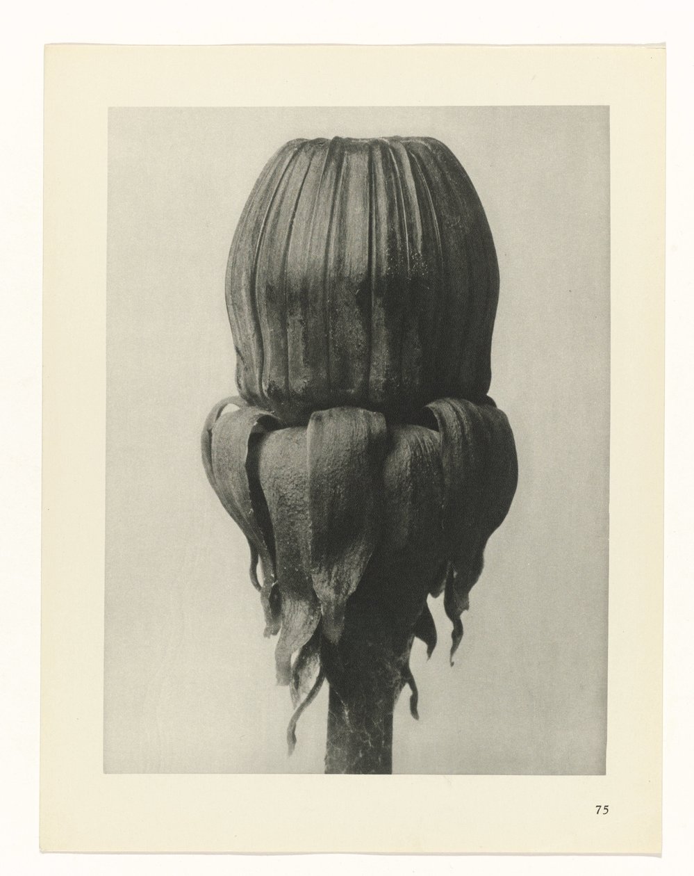 plánovat studii Archetypy umění (název série) od Karl Blossfeldt
