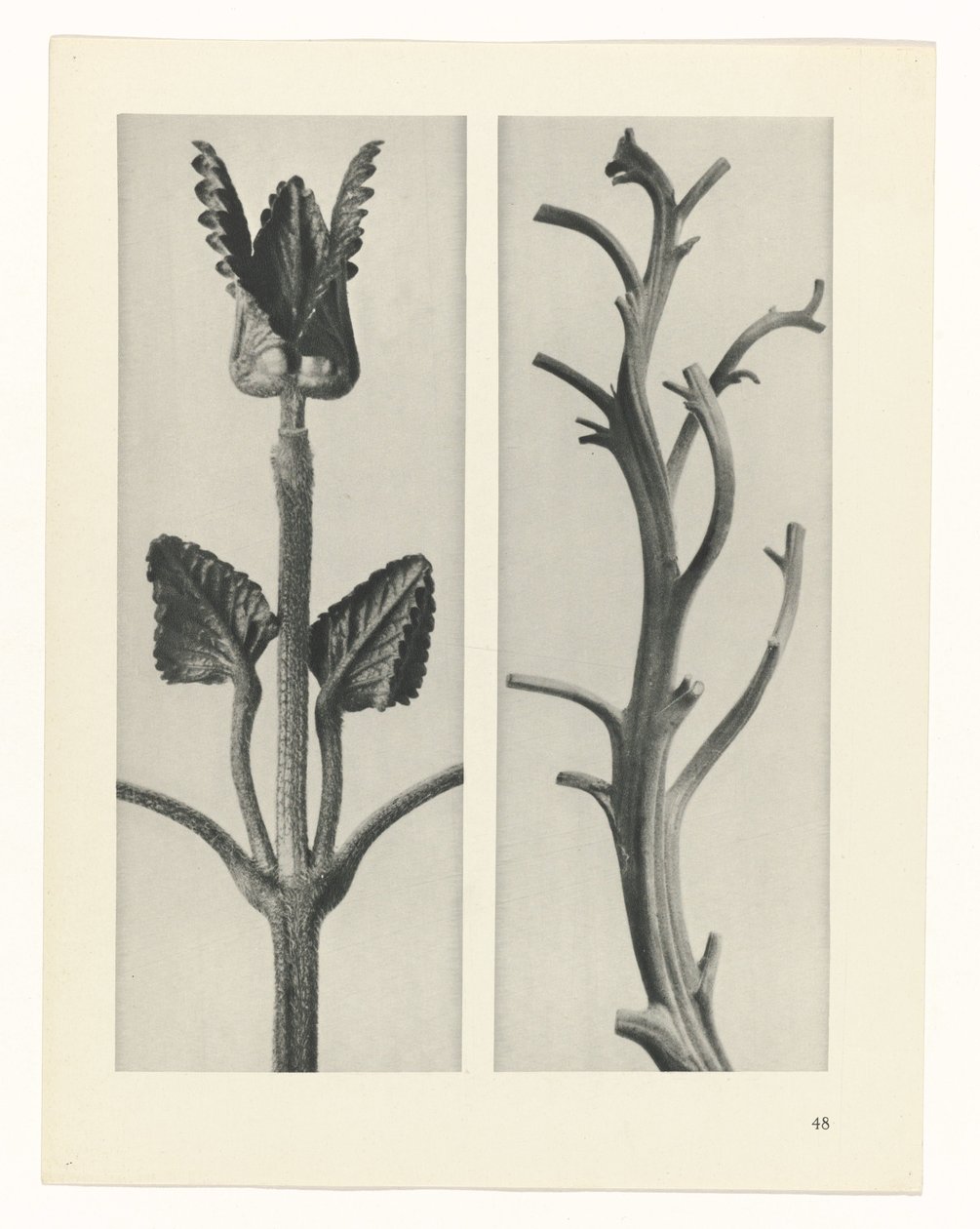 plánovat studii Archetypy umění (název série) od Karl Blossfeldt