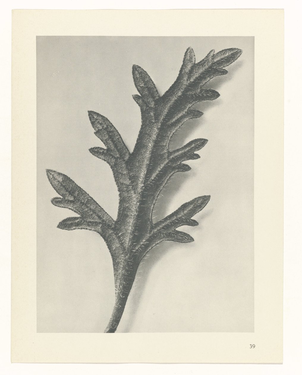 plánovat studii Archetypy umění (název série) od Karl Blossfeldt