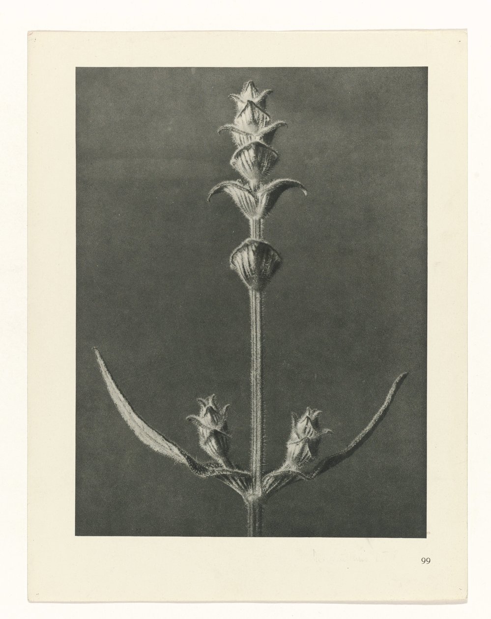 plánovat studii Archetypy umění (název série) od Karl Blossfeldt