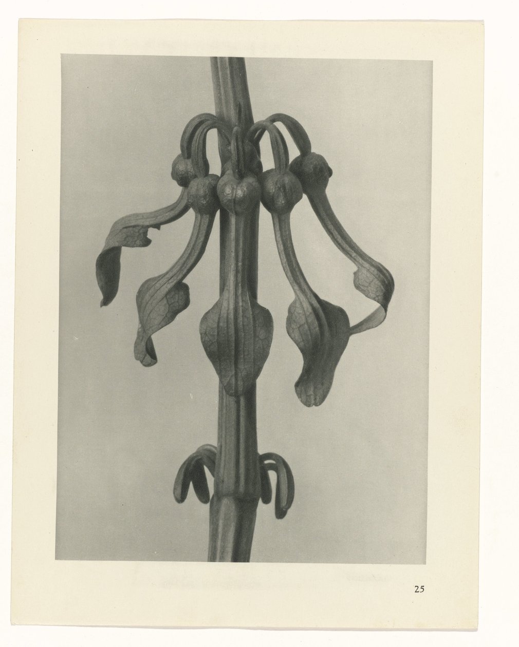 plánovat studii Archetypy umění (název série) od Karl Blossfeldt